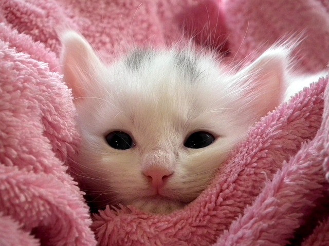 electric blanket
