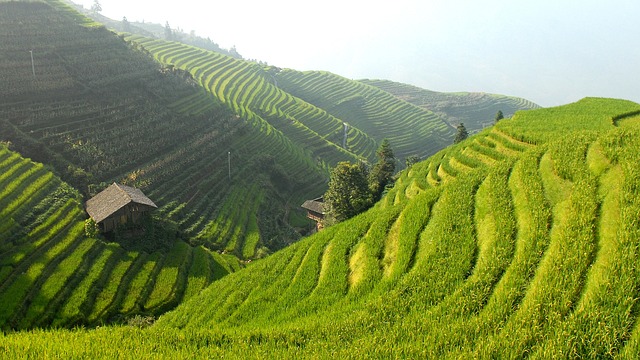 rice